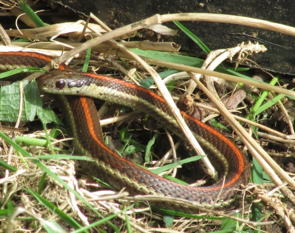 Photo of Thamnophis ordinoides by <a href="http://morrisoncreek.org/">Kathryn Clouston</a>